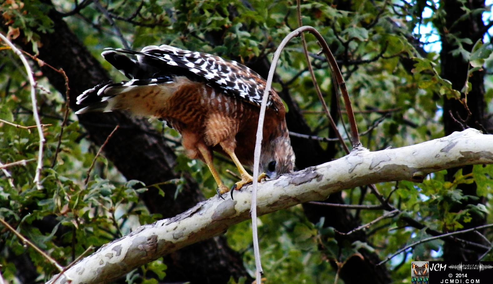 Still image of Red-Shouldered Hawk eating an Alligator Lizard � from the YouTube video